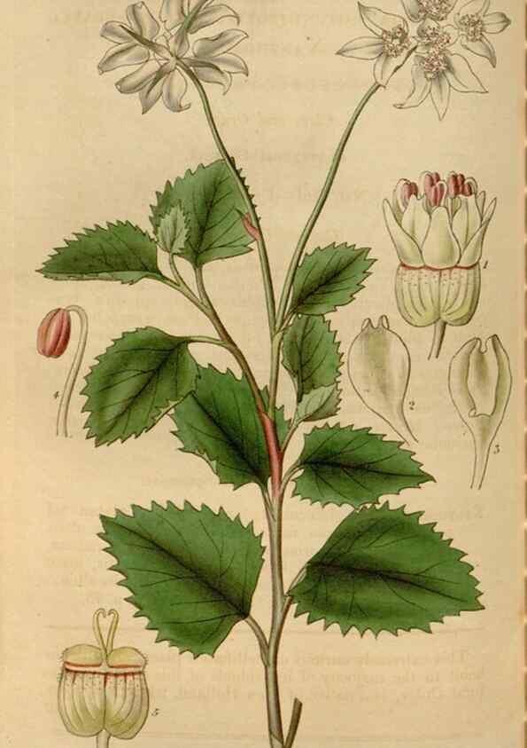 Reproducción/Reproduction 34440189453: Curtis's botanical magazine.. London ; New York [etc.] :Academic Press [etc.]