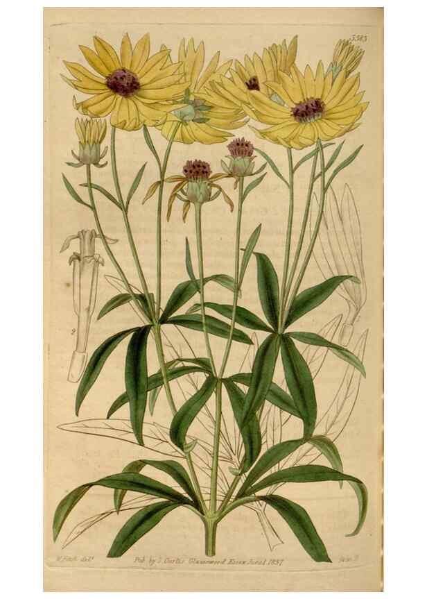 Reproducción/Reproduction 34440190993: Curtis's botanical magazine.. London ; New York [etc.] :Academic Press [etc.]