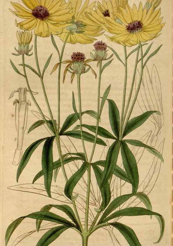 Reproducción/Reproduction 34440190993: Curtis's botanical magazine.. London ; New York [etc.] :Academic Press [etc.]