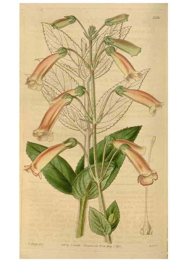 Reproducción/Reproduction 35249182605: Curtis's botanical magazine.. London ; New York [etc.] :Academic Press [etc.]