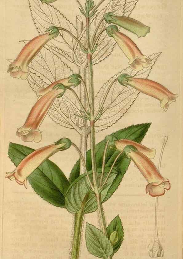 Reproducción/Reproduction 35249182605: Curtis's botanical magazine.. London ; New York [etc.] :Academic Press [etc.]