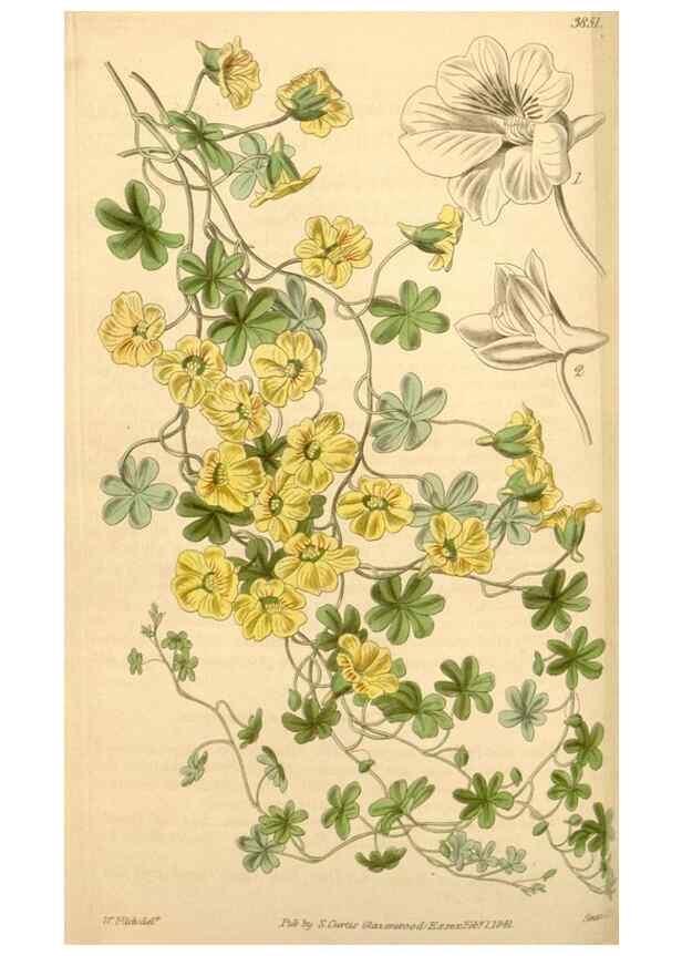 Reproducción/Reproduction 34440469753: Curtis's botanical magazine.. London ; New York [etc.] :Academic Press [etc.]