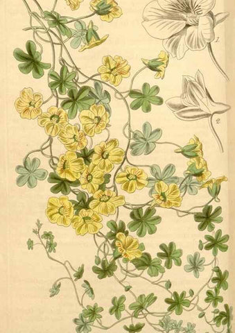 Reproducción/Reproduction 34440469753: Curtis's botanical magazine.. London ; New York [etc.] :Academic Press [etc.]