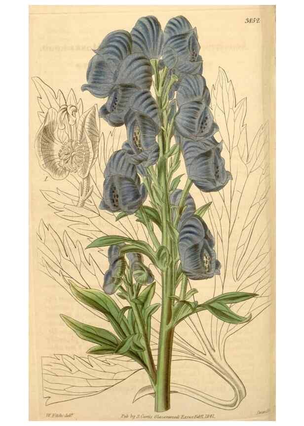 Reproducción/Reproduction 34440472263: Curtis's botanical magazine.. London ; New York [etc.] :Academic Press [etc.]