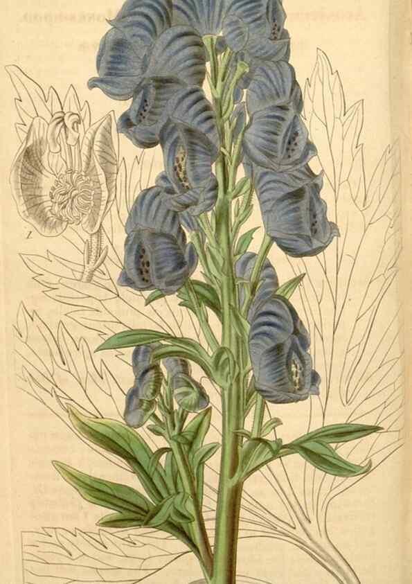 Reproducción/Reproduction 34440472263: Curtis's botanical magazine.. London ; New York [etc.] :Academic Press [etc.]
