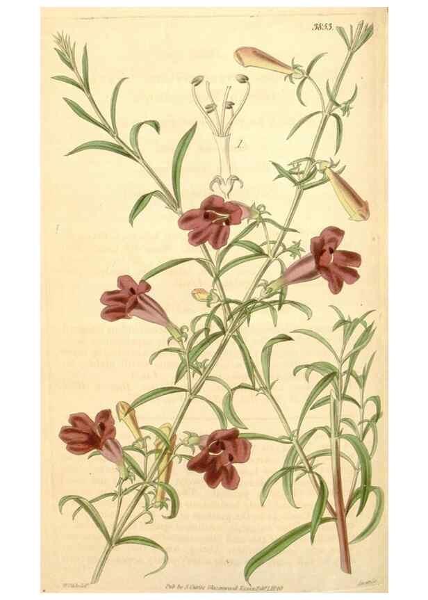 Reproducción/Reproduction 34440474213: Curtis's botanical magazine.. London ; New York [etc.] :Academic Press [etc.]