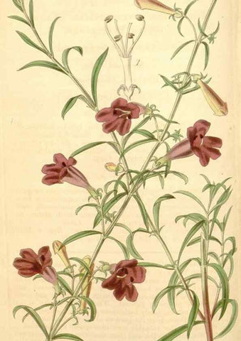 Reproducción/Reproduction 34440474213: Curtis's botanical magazine.. London ; New York [etc.] :Academic Press [etc.]
