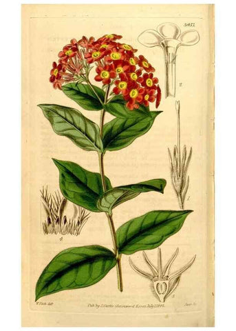 Reproducción/Reproduction 34862831110: Curtis's botanical magazine.. London ; New York [etc.] :Academic Press [etc.]