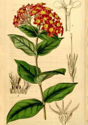 Reproducción/Reproduction 34862831110: Curtis's botanical magazine.. London ; New York [etc.] :Academic Press [etc.]