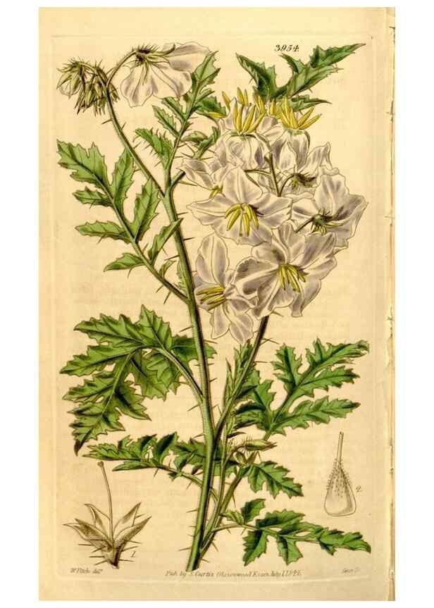 Reproducción/Reproduction 34862833630: Curtis's botanical magazine.. London ; New York [etc.] :Academic Press [etc.]