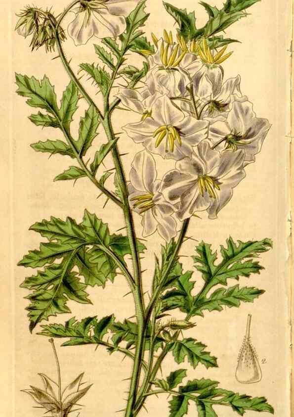 Reproducción/Reproduction 34862833630: Curtis's botanical magazine.. London ; New York [etc.] :Academic Press [etc.]