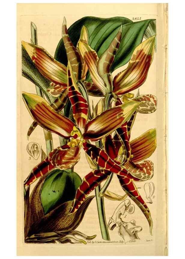 Reproducción/Reproduction 35084531882: Curtis's botanical magazine.. London ; New York [etc.] :Academic Press [etc.]