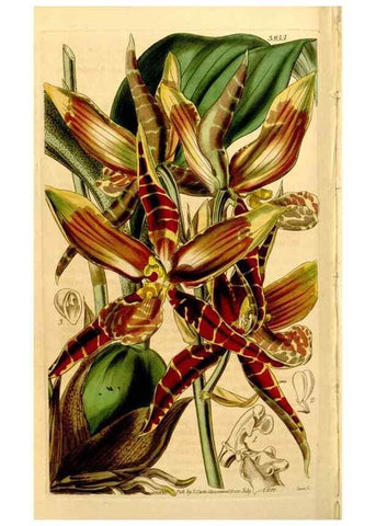 Reproducción/Reproduction 35084531882: Curtis's botanical magazine.. London ; New York [etc.] :Academic Press [etc.]
