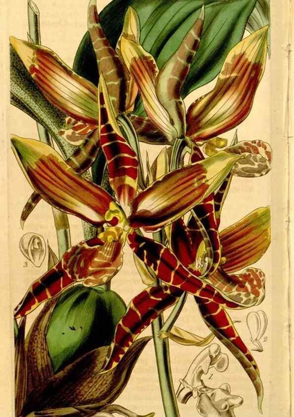 Reproducción/Reproduction 35084531882: Curtis's botanical magazine.. London ; New York [etc.] :Academic Press [etc.]