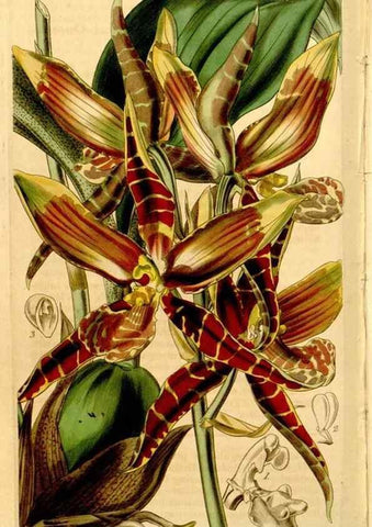 Reproducción/Reproduction 35084531882: Curtis's botanical magazine.. London ; New York [etc.] :Academic Press [etc.]