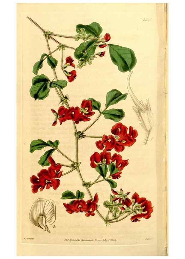 Reproducción/Reproduction 35084534412: Curtis's botanical magazine.. London ; New York [etc.] :Academic Press [etc.]