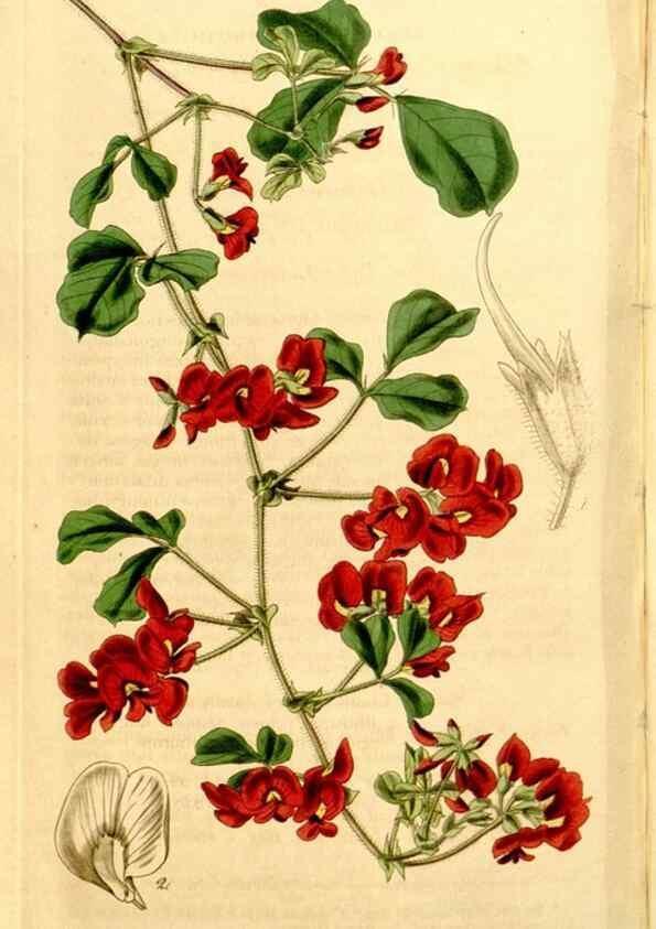 Reproducción/Reproduction 35084534412: Curtis's botanical magazine.. London ; New York [etc.] :Academic Press [etc.]