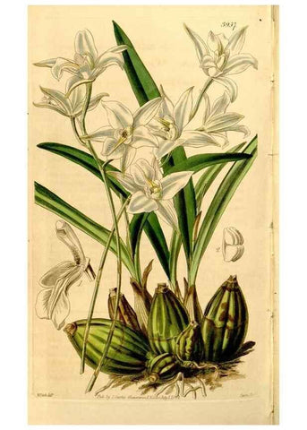 Reproducción/Reproduction 35084537182: Curtis's botanical magazine.. London ; New York [etc.] :Academic Press [etc.]