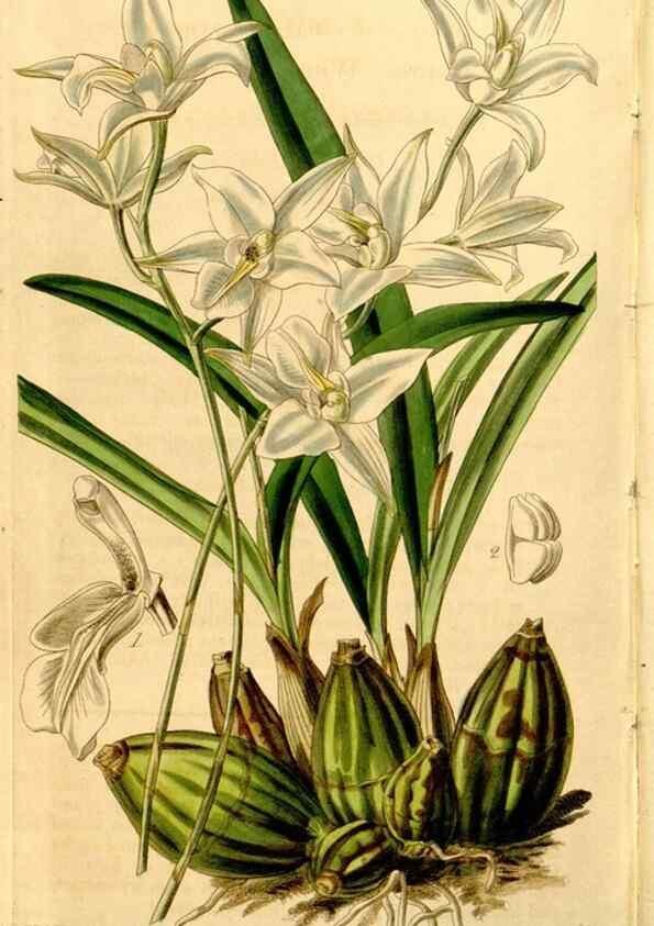 Reproducción/Reproduction 35084537182: Curtis's botanical magazine.. London ; New York [etc.] :Academic Press [etc.]