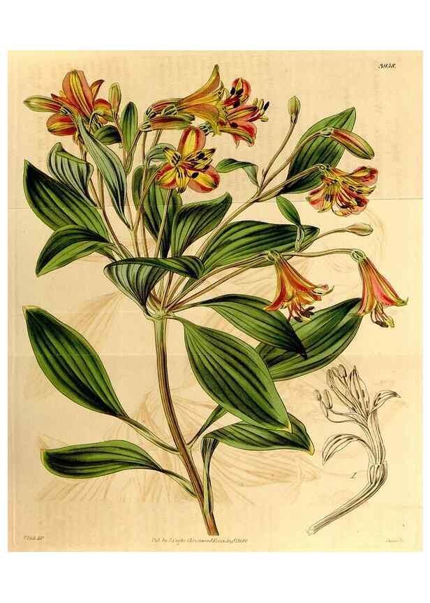 Reproducción/Reproduction 35084539892: Curtis's botanical magazine.. London ; New York [etc.] :Academic Press [etc.]