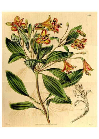 Reproducción/Reproduction 35084539892: Curtis's botanical magazine.. London ; New York [etc.] :Academic Press [etc.]