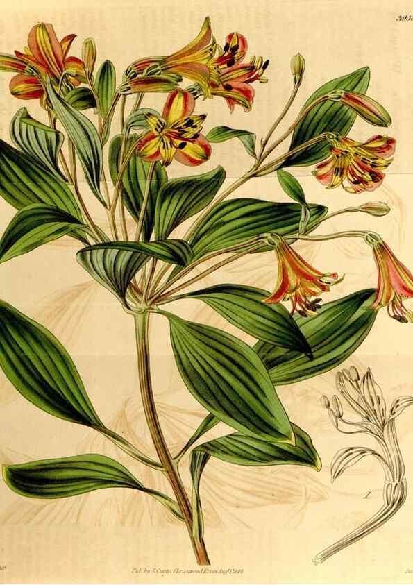 Reproducción/Reproduction 35084539892: Curtis's botanical magazine.. London ; New York [etc.] :Academic Press [etc.]
