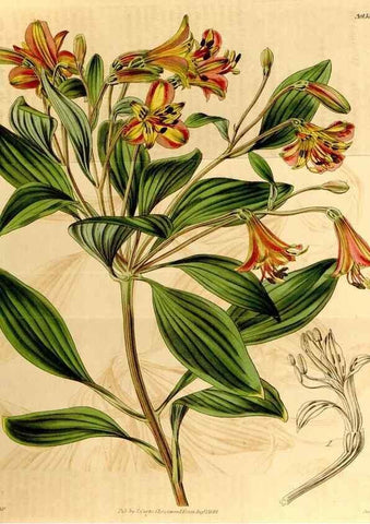 Reproducción/Reproduction 35084539892: Curtis's botanical magazine.. London ; New York [etc.] :Academic Press [etc.]