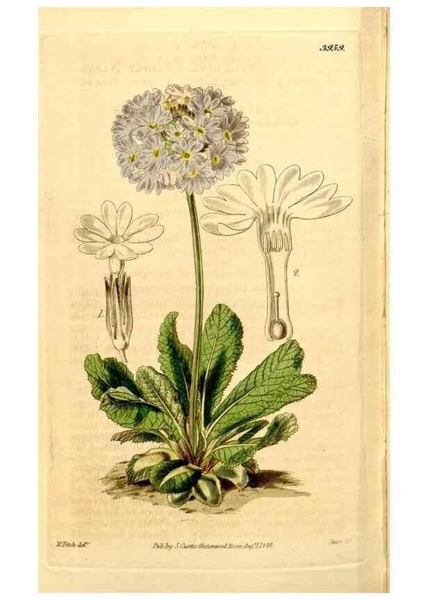 Reproducción/Reproduction 35084542562: Curtis's botanical magazine.. London ; New York [etc.] :Academic Press [etc.]