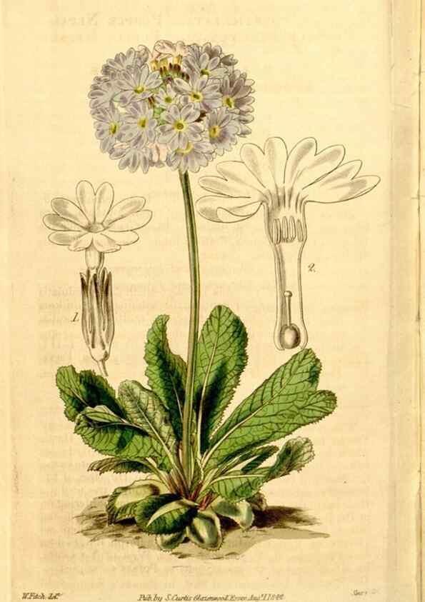 Reproducción/Reproduction 35084542562: Curtis's botanical magazine.. London ; New York [etc.] :Academic Press [etc.]