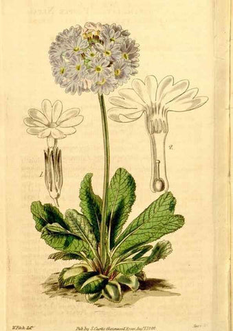 Reproducción/Reproduction 35084542562: Curtis's botanical magazine.. London ; New York [etc.] :Academic Press [etc.]