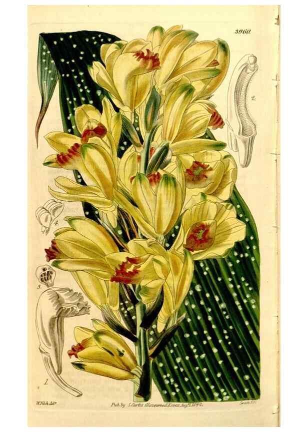 Reproducción/Reproduction 35084546442: Curtis's botanical magazine.. London ; New York [etc.] :Academic Press [etc.]
