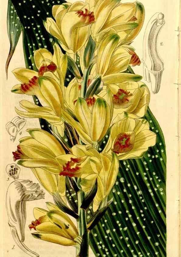Reproducción/Reproduction 35084546442: Curtis's botanical magazine.. London ; New York [etc.] :Academic Press [etc.]