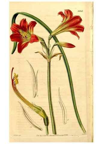 Reproducción/Reproduction 35249850975: Curtis's botanical magazine.. London ; New York [etc.] :Academic Press [etc.]