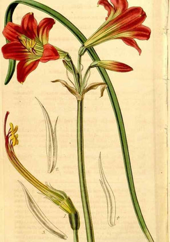 Reproducción/Reproduction 35249850975: Curtis's botanical magazine.. London ; New York [etc.] :Academic Press [etc.]