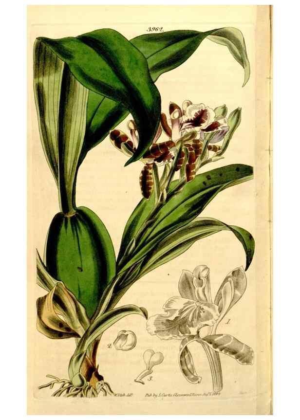 Reproducción/Reproduction 35249852995: Curtis's botanical magazine.. London ; New York [etc.] :Academic Press [etc.]