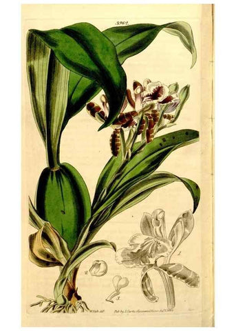 Reproducción/Reproduction 35249852995: Curtis's botanical magazine.. London ; New York [etc.] :Academic Press [etc.]