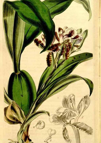 Reproducción/Reproduction 35249852995: Curtis's botanical magazine.. London ; New York [etc.] :Academic Press [etc.]
