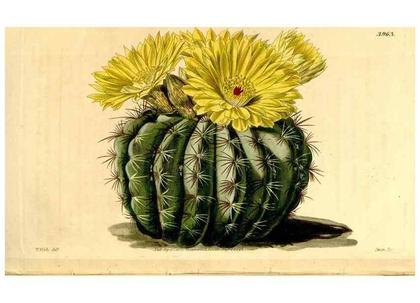 Reproducción/Reproduction 35120159931: Curtis's botanical magazine.. London ; New York [etc.] :Academic Press [etc.]