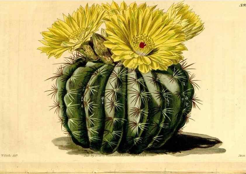 Reproducción/Reproduction 35120159931: Curtis's botanical magazine.. London ; New York [etc.] :Academic Press [etc.]