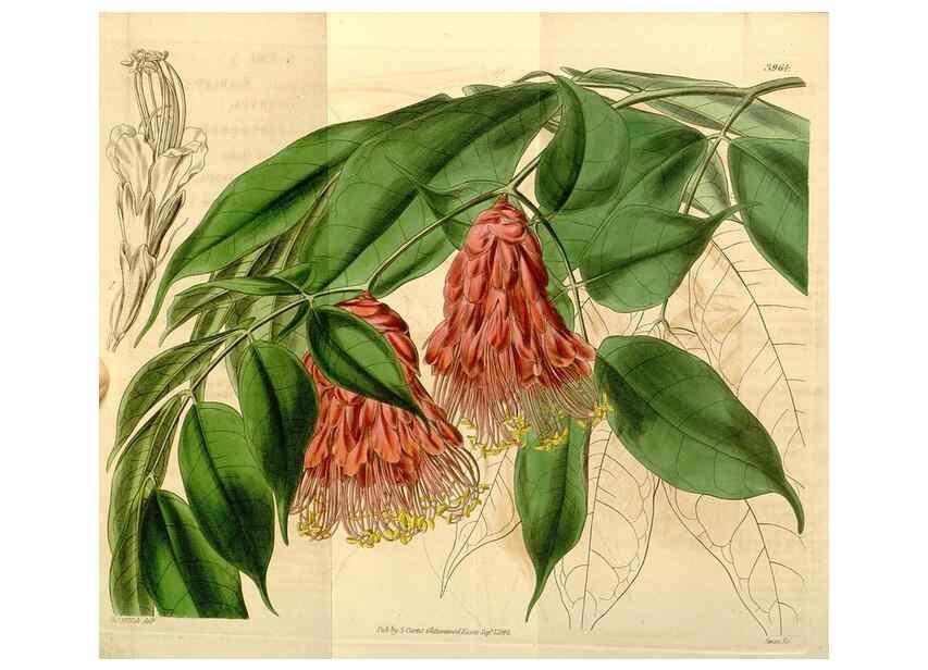 Reproducción/Reproduction 35084629742: Curtis's botanical magazine.. London ; New York [etc.] :Academic Press [etc.]