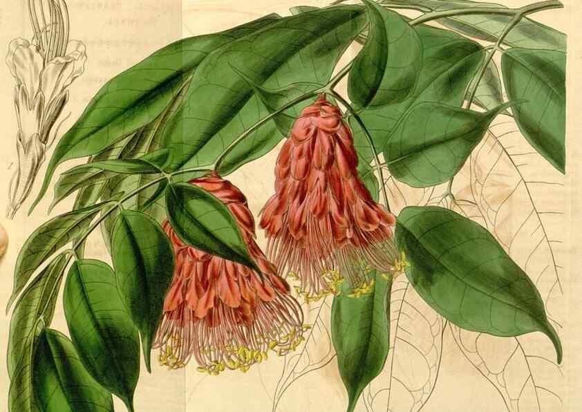 Reproducción/Reproduction 35084629742: Curtis's botanical magazine.. London ; New York [etc.] :Academic Press [etc.]