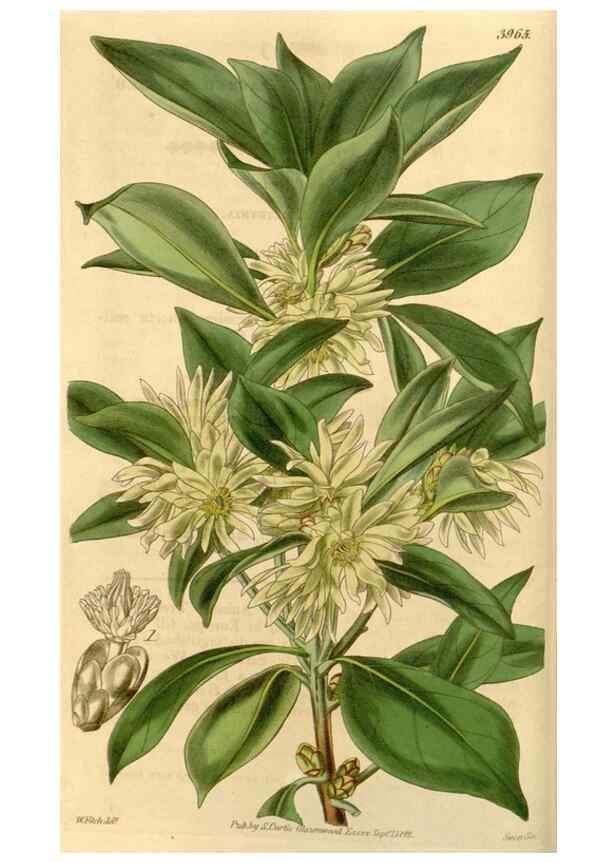 Reproducción/Reproduction 35084631542: Curtis's botanical magazine.. London ; New York [etc.] :Academic Press [etc.]