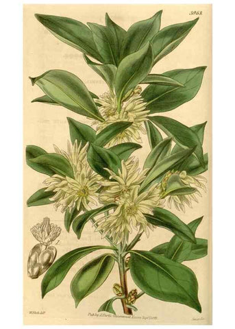Reproducción/Reproduction 35084631542: Curtis's botanical magazine.. London ; New York [etc.] :Academic Press [etc.]