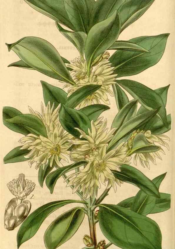 Reproducción/Reproduction 35084631542: Curtis's botanical magazine.. London ; New York [etc.] :Academic Press [etc.]