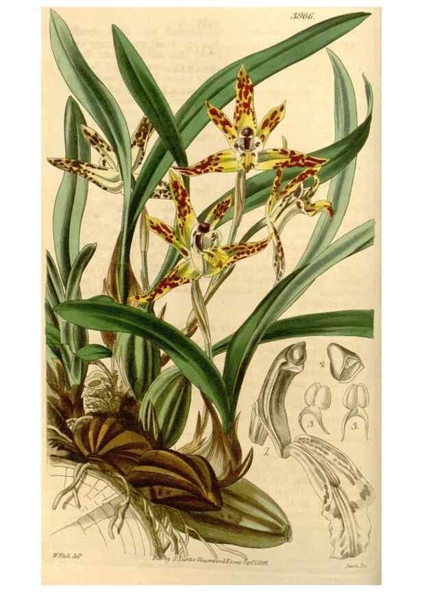 Reproducción/Reproduction 35120235941: Curtis's botanical magazine.. London ; New York [etc.] :Academic Press [etc.]