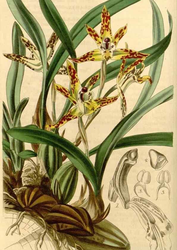 Reproducción/Reproduction 35120235941: Curtis's botanical magazine.. London ; New York [etc.] :Academic Press [etc.]