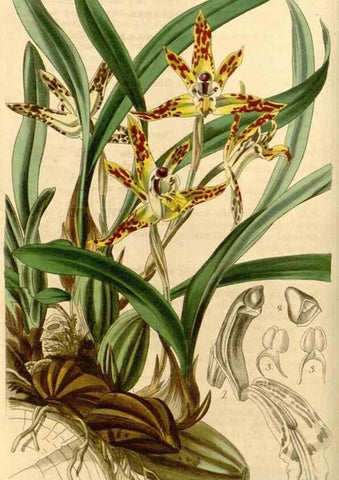 Reproducción/Reproduction 35120235941: Curtis's botanical magazine.. London ; New York [etc.] :Academic Press [etc.]