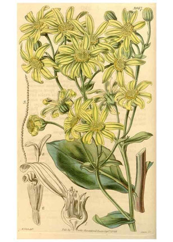 Reproducción/Reproduction 35120238971: Curtis's botanical magazine.. London ; New York [etc.] :Academic Press [etc.]