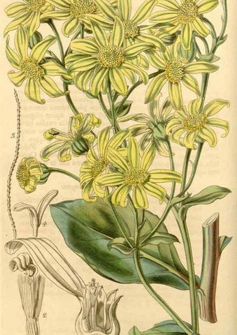 Reproducción/Reproduction 35120238971: Curtis's botanical magazine.. London ; New York [etc.] :Academic Press [etc.]
