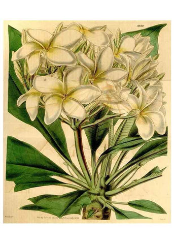 Reproducción/Reproduction 35210029886: Curtis's botanical magazine.. London ; New York [etc.] :Academic Press [etc.]